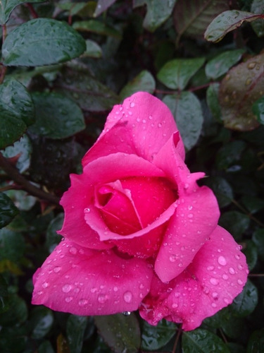 Rosa, Rosales, Regalo San Valentin, Dia De Los Enamorados