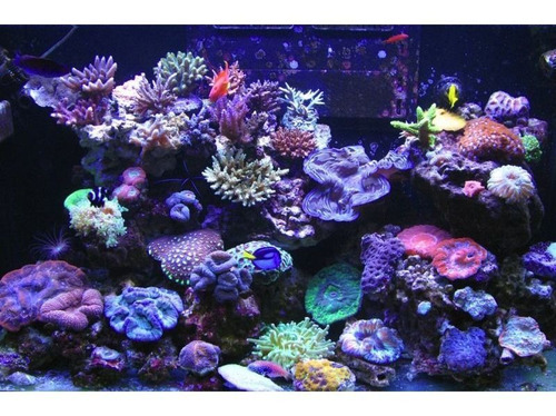 5 Kilos De Sal Para Acuario Marino, Sal Aquavida