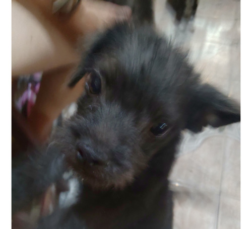 Cachorro En Adopcion