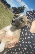 Comprar Cachorros  Perros En Adopción Cruza Cimarron