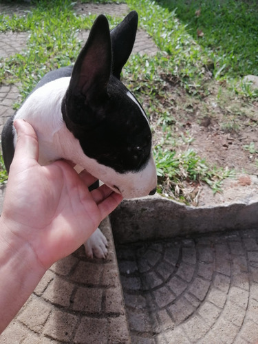 Cachorro Bullterrier 