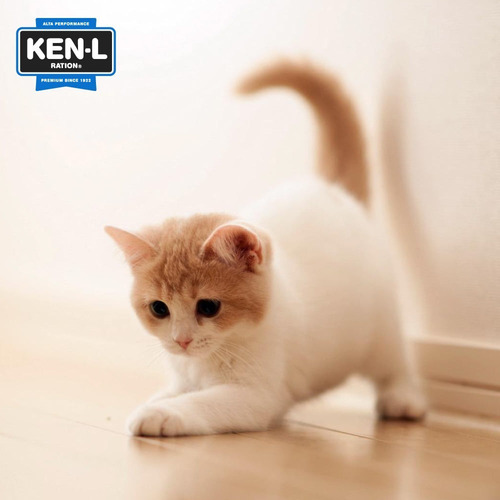 Imagen 7 de 10 de Ken-l Ration Gatos Adultos X 7,5kg.