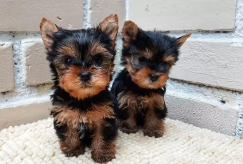Cachorros Yorkshire Miniatura Negro Dorado