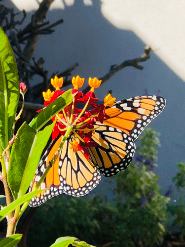 Alimento Para Mariposas - Asclepia Curassavica