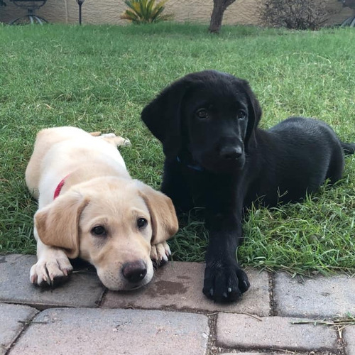 Labrador Negro Unicos Genetica Unica Criadero Chascomús