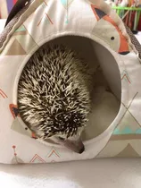Comprar Camas Para Cobayos,urones,hámster,erizos,pequeñas Mascotas