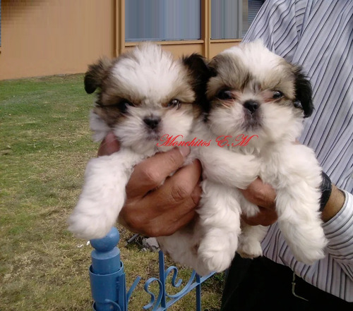 Shitzu Cachorros Mini Toy Vacunados Garantìa De Pureza