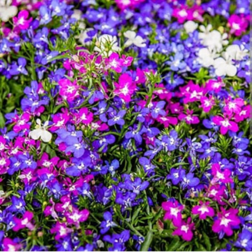 Semillas De Lobelia  Bellos Jardines