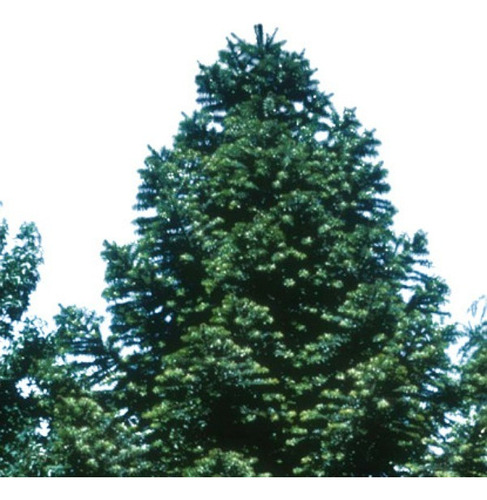 Araucaria Bidwili 