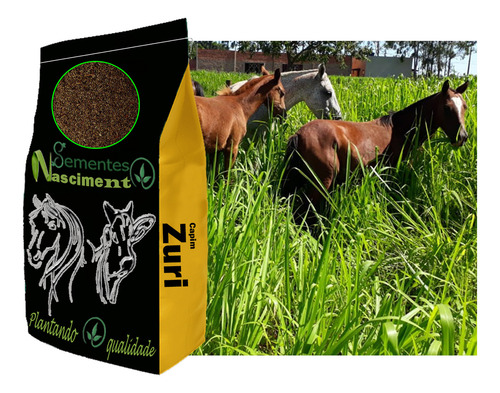 Sementes Capim Brs Zuri 20kg Exelente Qualidade Pastagem