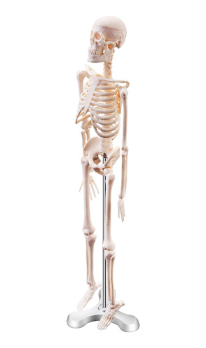 Póster Con Modelo De Esqueleto De Anatomía Anatómica Humana