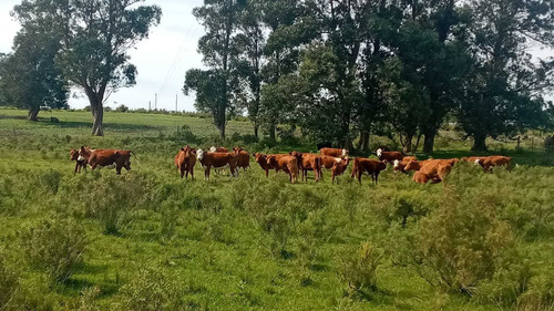 12 Hás. Agrícolas En Puntas De Solis A 250 Mts. Ruta 8