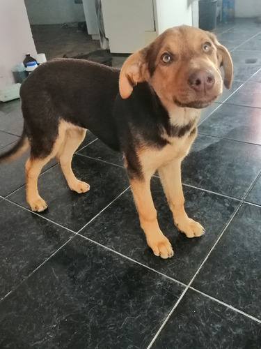 Cachorro Macho En Adopción Responsable. 