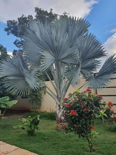 150 Semillas De Palma Bismarckia Plateada + Regalo