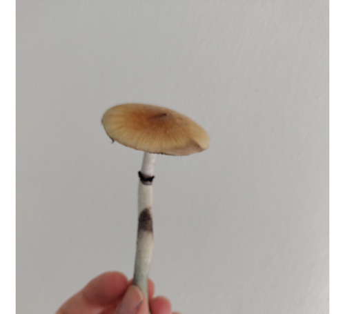 Micelio Hongos Magicos , Pink Thai Buffalo