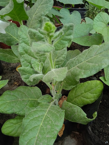 70 Semillas De Tabaco Mapacho, Tabaco Azteca Orgánicas