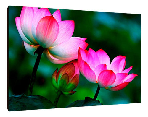 Cuadros Poster Flor De Loto S 15x20 (fdl (8)