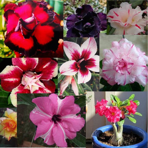20 Sementes Selecionadas Rosas Do Deserto Adenium Premium.