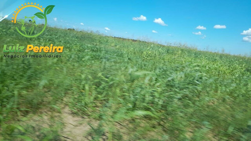 Imagem 4 de 15 de Fazenda À Venda Em Divinópolis - To - De 1.476 Hectares - 1747