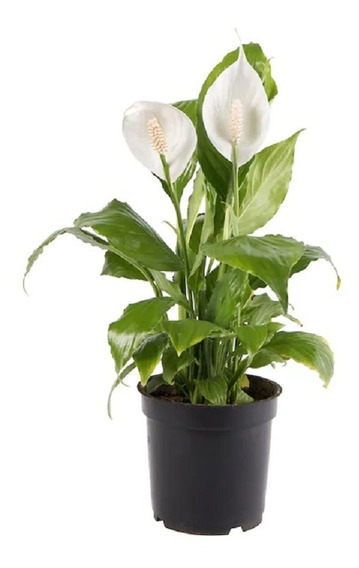 Muda Lírio Da Paz Spathiphyllum Planta 25 À 35cm + Vaso | MercadoLivre