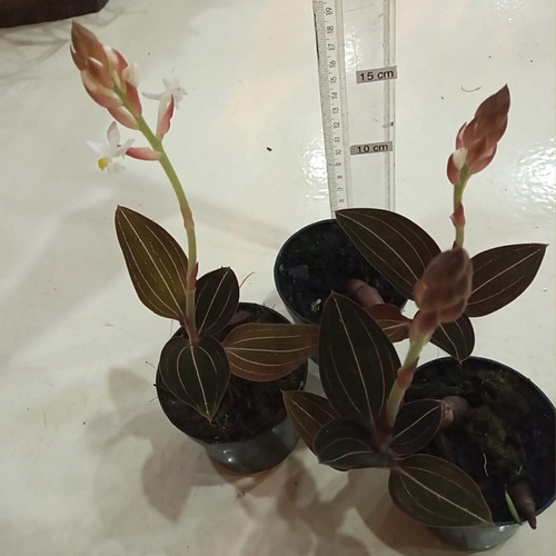 Kit 2 Ludisia Discolor Orquídea Pipoca Joia Terrestre Rara | Parcelamento  sem juros