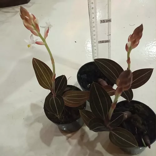 Kit 2 Ludisia Discolor Orquídea Pipoca Joia Terrestre Rara