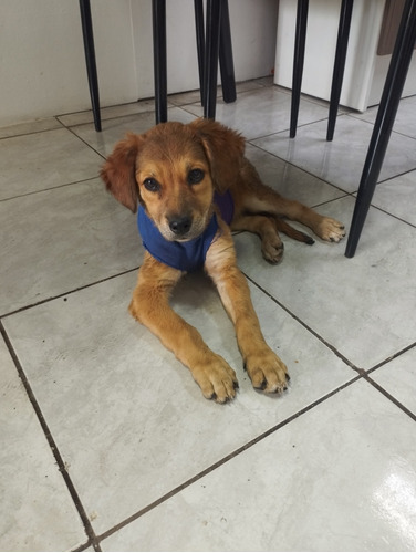 Perrita En Adopción 