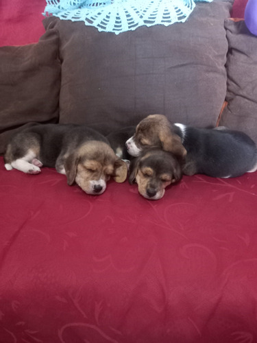 Lindos Cachorros Beagle  100%puros Garantizados 