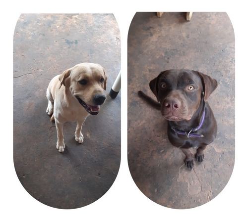 Imagem 2 de 5 de Labrador Fêmea Com 10 Dias