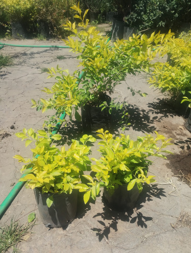 Duranta Repens Aurea - Planta De Exterior - Maceta 4 Lts