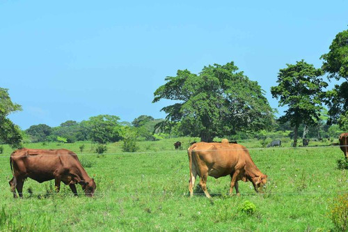 Venta Rancho Ganadero 1229 Hectáreas Tuxpan Veracruz.