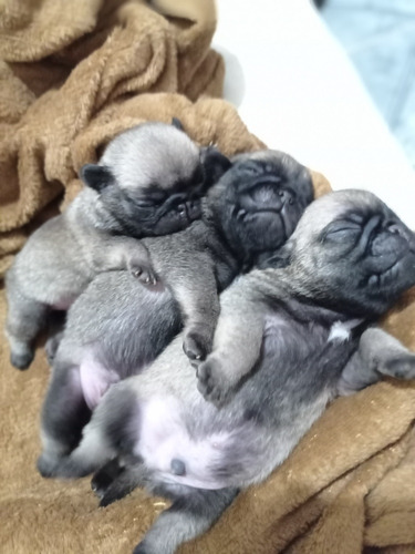 Filhotes Pug