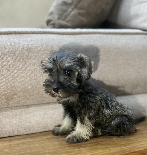 Schnauzer Miniatura Excelente Calidad