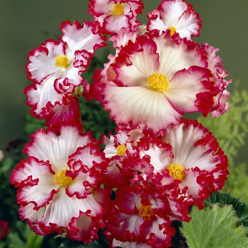 Bulbos De Begonia Coleccion 5 Colores Imp. Holanda