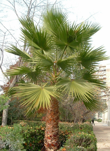 Palmera Washingtonia Pequeña Árbol Ornamental