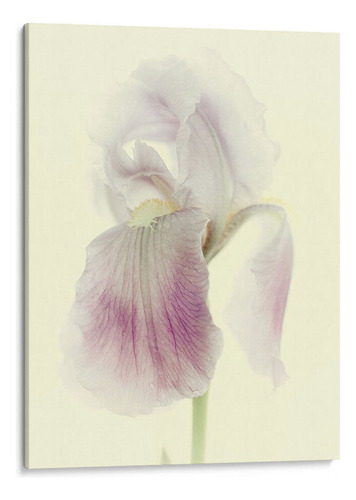 Canvas Lab Cuadro Flores Aglow I 45x60, Judy Stalus