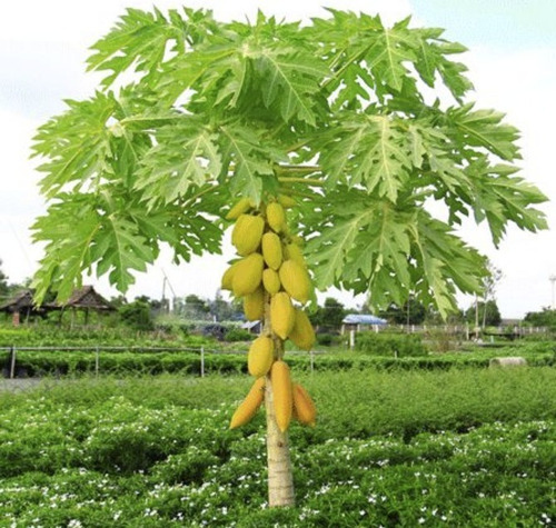 200 Semillas De Papaya Amarilla