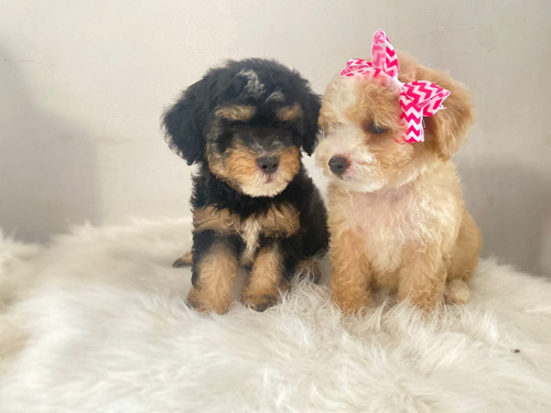 Hermosos Cachorros Maltipoo Perros En Venta Disponibles Cali