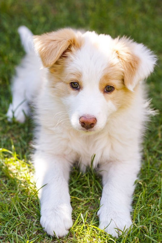 Cachorros Border Collie Red Perros Dog Medellín Bogotá Cali