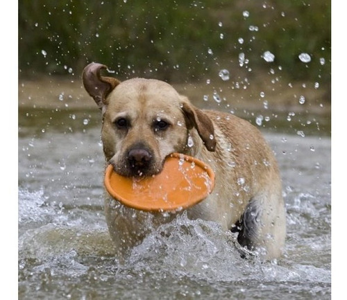 Imagen 5 de 7 de Divertido Frisbee De Goma Para Juegos Ejercicios De Perros
