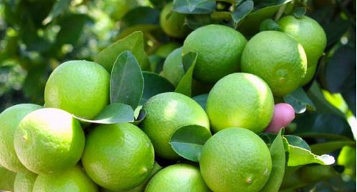 Limon Sutil Enano Arbol Frutal 60 Cm Alto - 3 Unidades