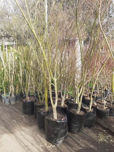 Arbol Acer Palmatum, Arce Japonés 2mts 30lts