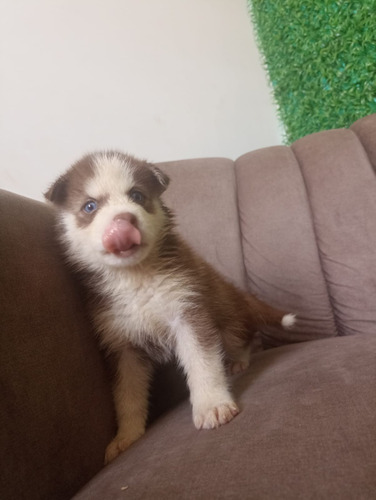 Vendo Perro Husky Siberiano Con 40 Días De Nacidos