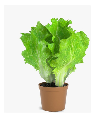 Planta Lechuga Con Tallo Largo