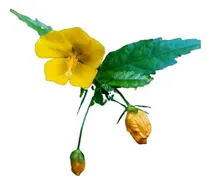Comprar Malva Del Bosque Botón De Oro Pavonia Sepium Planta Nativa