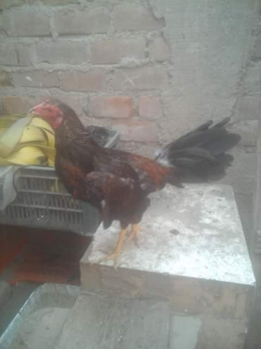 Gallos De Pelea