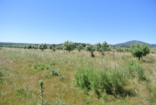 Quinta | Camino Amilcar Pelufo