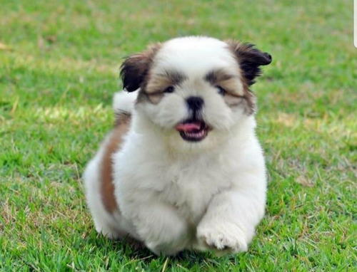 Filhotes De Shih Tzu