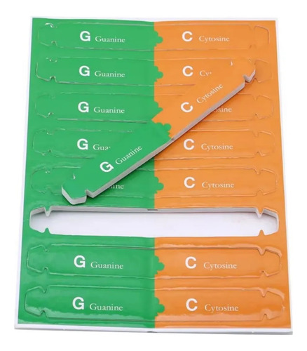 Juguete Educativo Model Dna Gene Double Helix