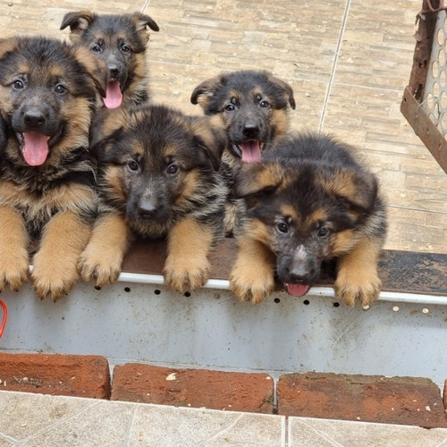 Cachorros Pastor Aleman A320